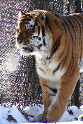 Sibirisk tiger går att hyra för en dag om man behöver en i en scen i sin naturdokumentär. Foto: Wikimedia Commons, tigerns på bilden kommer från ett zoo.